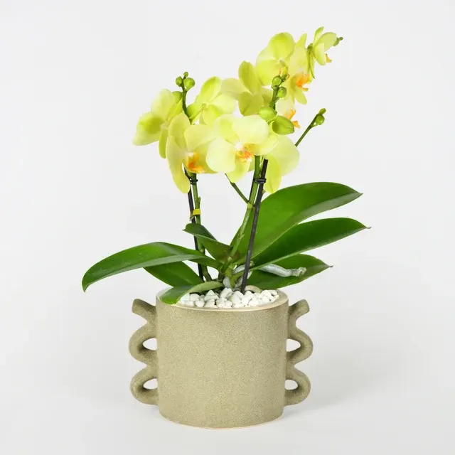 Phalaenopsis Tablo Limoncello