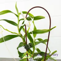 Jumellea Confusa — 1.7" Pot / Without Spike