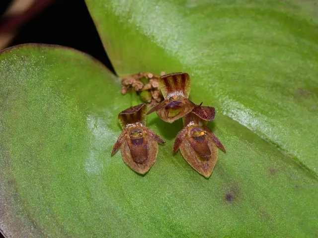 Pleurothallis fossulata (Pleurothallis)