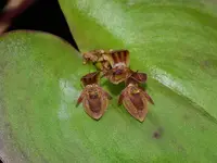 Pleurothallis fossulata