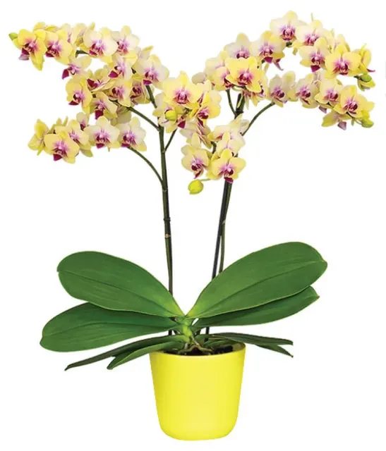 Phalaenopsis Multiflora 'Spunky'