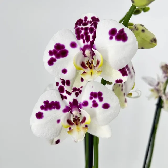 Phalaenopsis Marrakesh