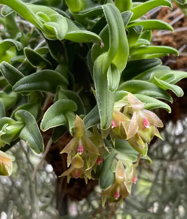 Epidendrum congestoides (Epidendrum)