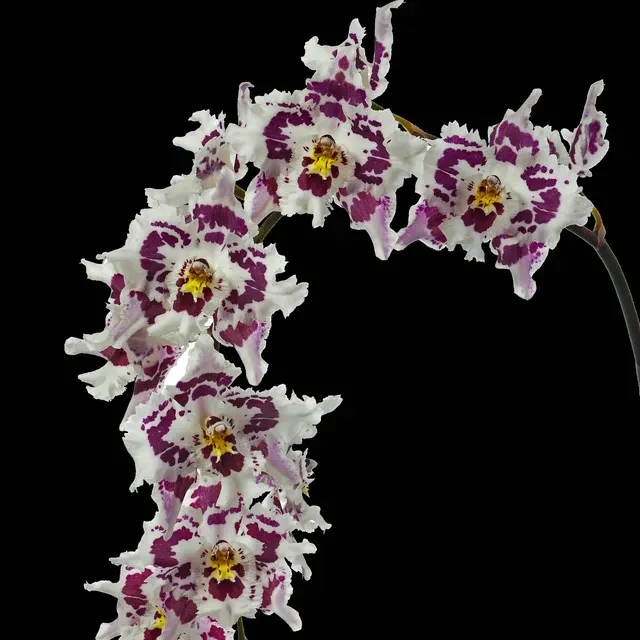 Oncidium Jardin Del Azuay