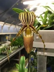 Paphiopedilum praestans 'Daya Arthit X Sib' (Paphiopedilum)