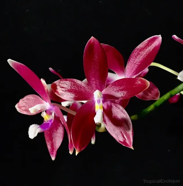 Phalaenopsis tetraspis red x