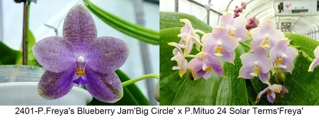 Phalaenopsis Freya's Blueberry Jam x Mituo 24 Solar Terms (Phalaenopsis)