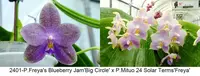 FY2401 Phalaenopsis Freya's Blueberry Jam x P.Mituo 24 Solar Terms - Seed Grown