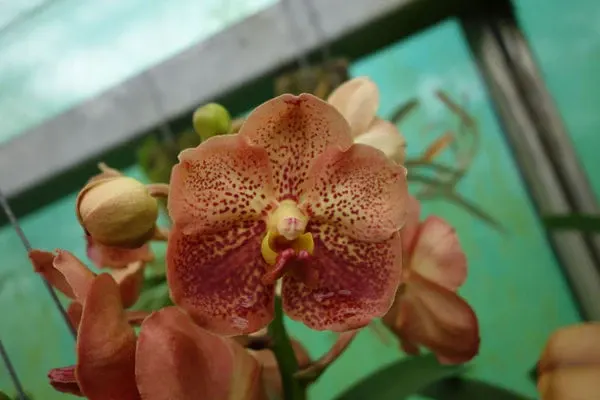 Ascocenda ORANGE BROWN