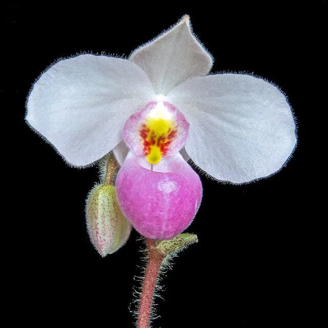 Paphiopedilum delenatii x self 'Ruby'