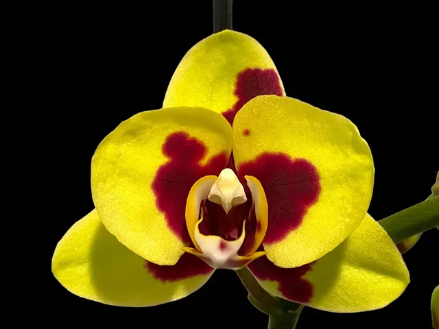Phalaenopsis I-Hsin Macchiata