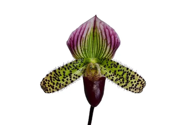 Paphiopedilum Ecuagenera Passion (Paphiopedilum)