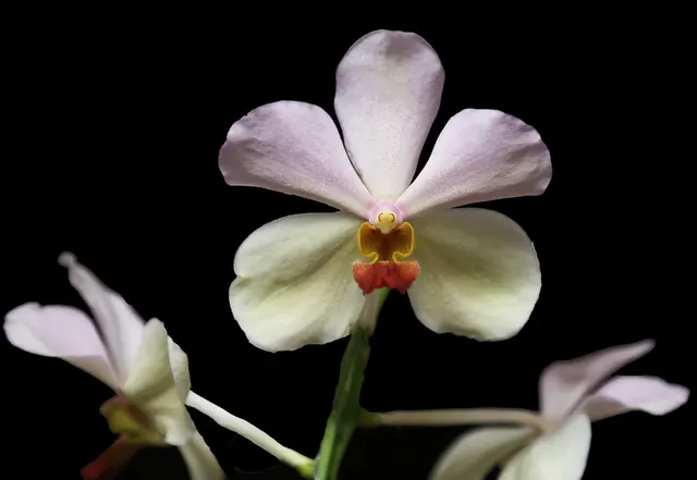Papilionanda Lily Javate (Papilionanda)
