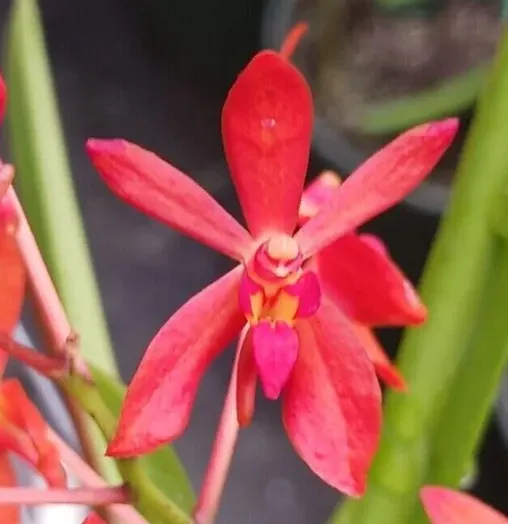 Vanda falcata 'Red Jewel' (Vanda)
