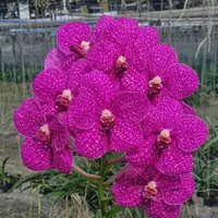 Vanda Somsri Pink x Siriporn Pink Blooming Size