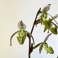 Paphiopedilum randsii