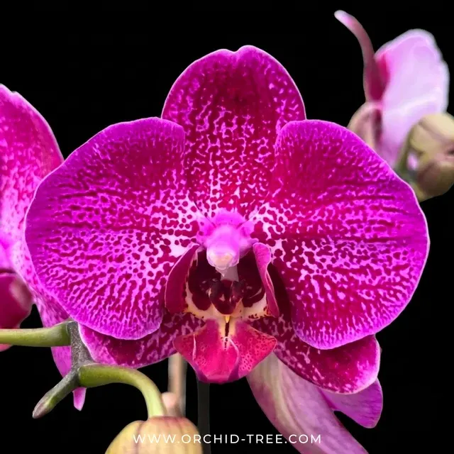 Phalaenopsis Pink Princess