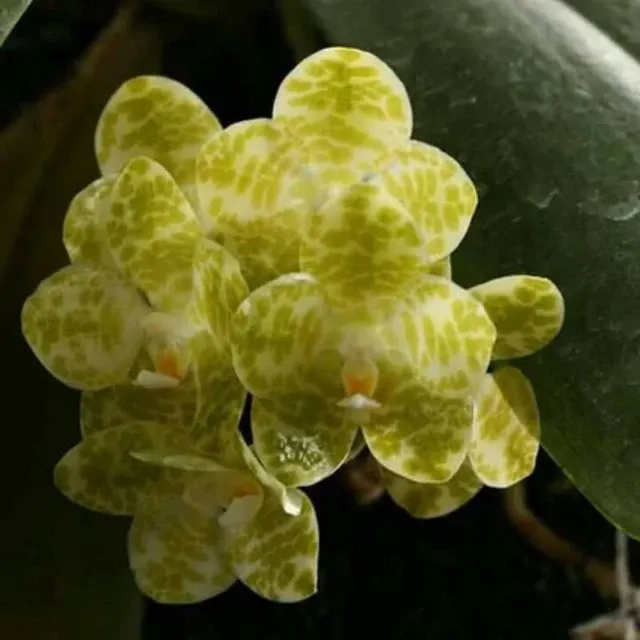Phalaenopsis gigantea var alba sp (Phalaenopsis)