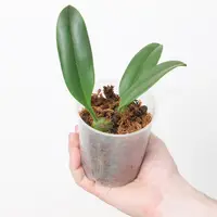 Bulbophyllum nymphopolitanum