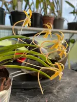Neofinetia falcata ‘Kibana’
