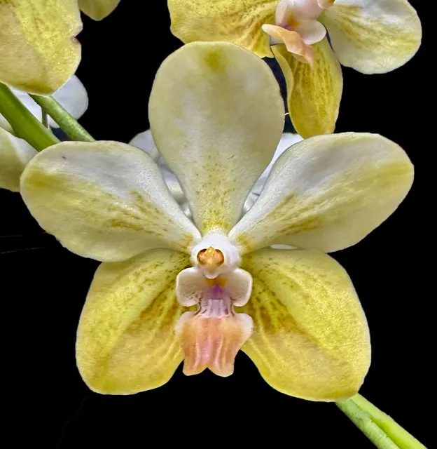 Vanda Redland Sparkle (Vanda)