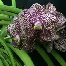 Vanda Wirat X Rhyn (Vanda)