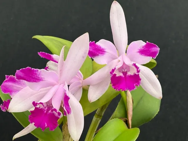 Cattleya intermedia flamea (Cattleya)