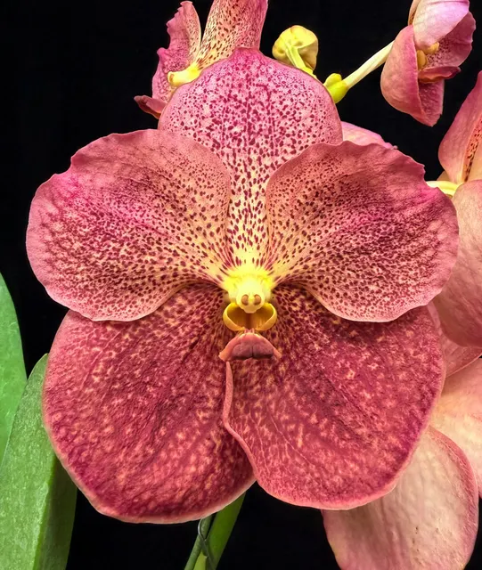 Vanda Adisak Happiness 'Persimmon' (Vanda)