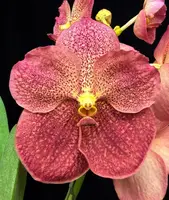Vanda Adisak Happiness 'Persimmon'