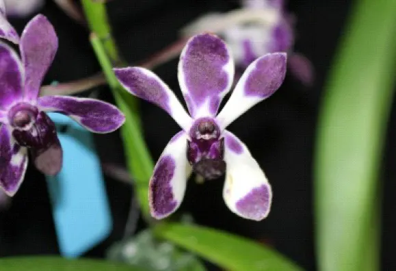 Vandachostylis Pinky 'Violet Queen' (Vandachostylis)