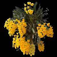 Dendrobium lindleyi (Blooming Size)