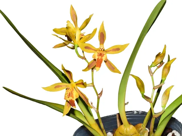 Oncidium Morona (Oncidium)