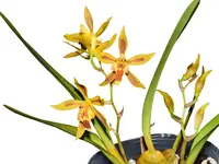 Oncidium Morona