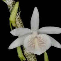 Dendrobium cretaceum