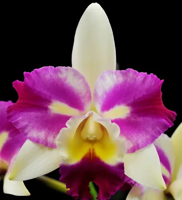 Cattleya Mari Magic 'Red Snow'