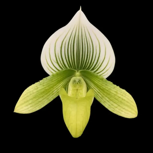 Paphiopedilum Hsinying Citron