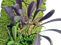 Dryadella simula