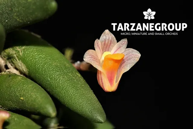 Dockrillia lichenastrum (Dockrillia)