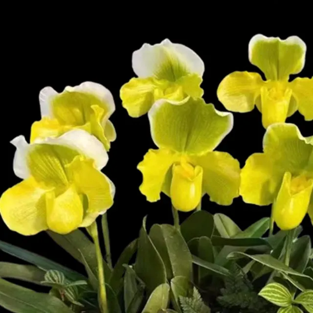 Paphiopedilum Green Meatloaf