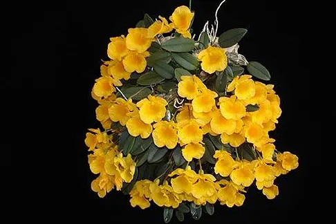 Dendrobium jenkinsii 'Darling Miniature Species'