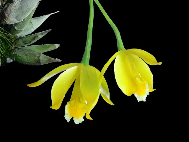 Prosthechea citrina