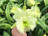 Rlc. Golf Green 'Hair Pig' (C. Moscombe x Rl. digbyana) (M366) (Hybrid) Rlc.=Rhyncholaeliocattleya / Rl.=Rhyncholaelia