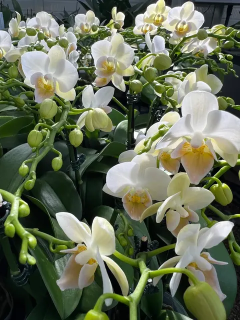 Phalaenopsis Younghome Little Snow