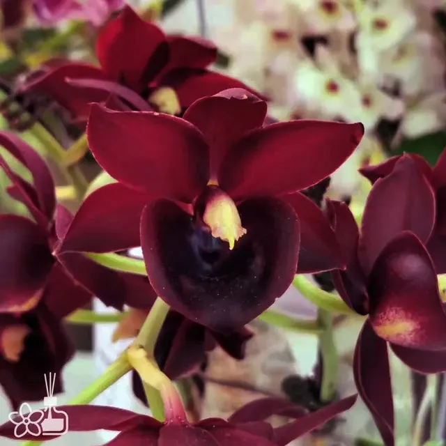 Catasetum Taiwan Red Diamond