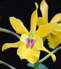 Cattleya Alliance - Epicatanthe Don Hernan 'Gold Rush’ (Cattleya)