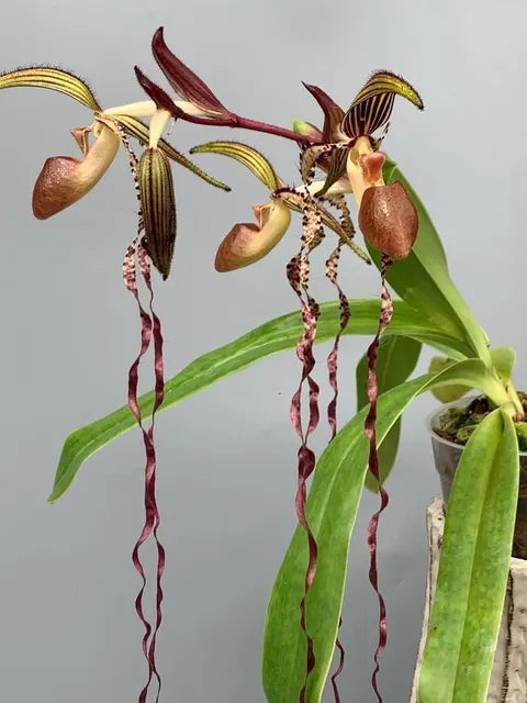 Paphiopedilum sanderianum 'XXL Big' (Paphiopedilum)