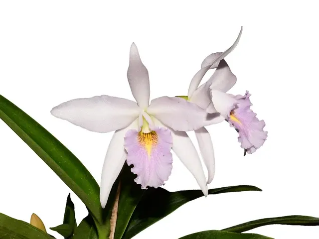 Laeliocattleya Uzhupud Night F. Coerulea (Laeliocattleya)