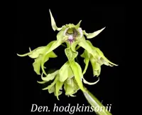 Den. hodgkinsonii (DSHO) ( - - hodgkinsonii )