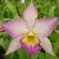 Seedling Size Orchid Cattleya Iwanagara Apple Blossom Live PLant