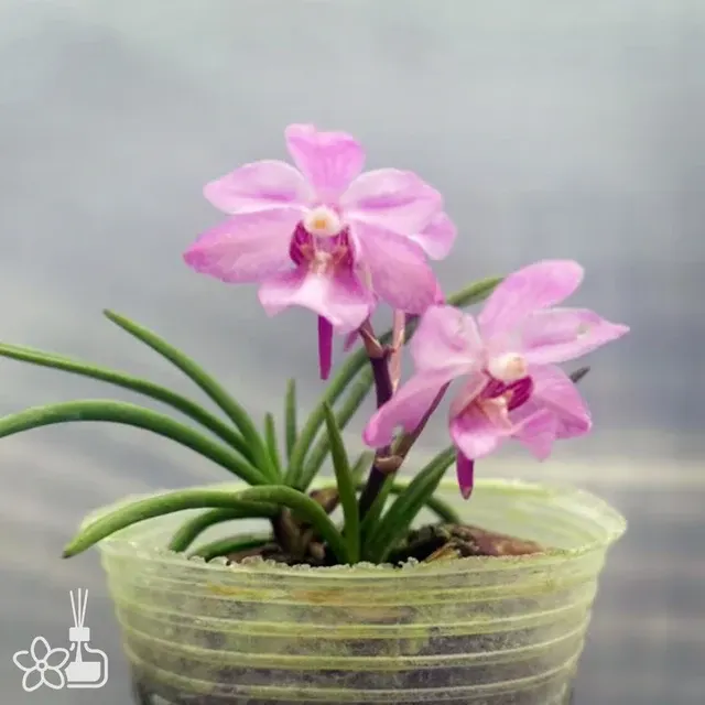 Holcoglossum mitao